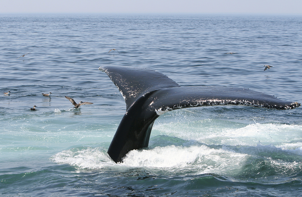humpback whale season costa rica