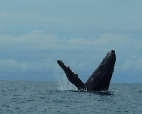 Parque Nacional Marino Ballena