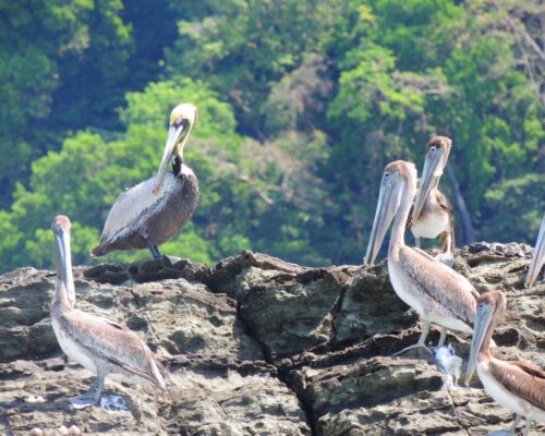 Parque Nacional Marino Ballena